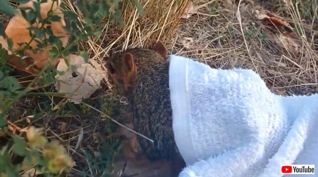rescuessquirrel3_640