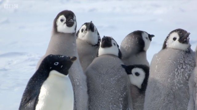 penguinchicks11_e