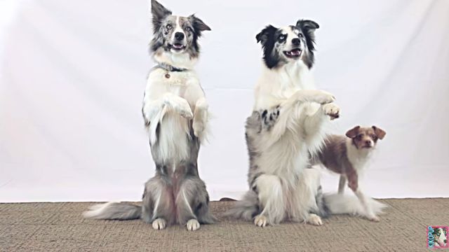 dogtricks1