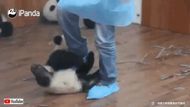pandacubs0