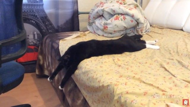 allcatsrdifferent8_e