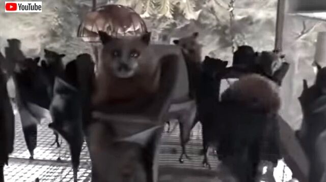 dancingbats5_640