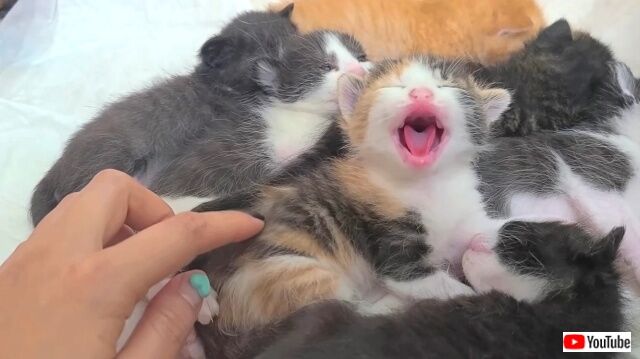 生まれたばかりの子猫たち、初めて見たニンゲンたちに「みゃあみゃあ」と可愛すぎるご挨拶