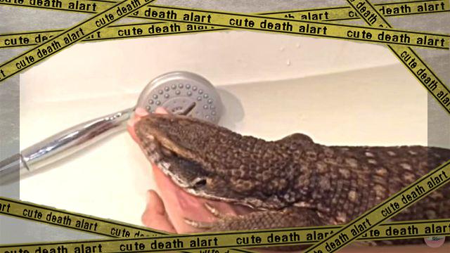 savannahmonitor1-frame
