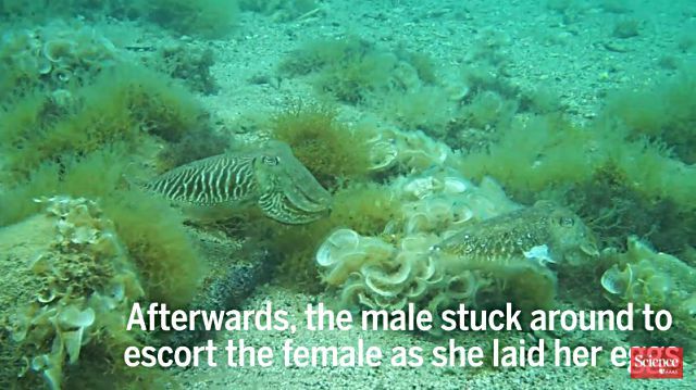 cuttlefish2