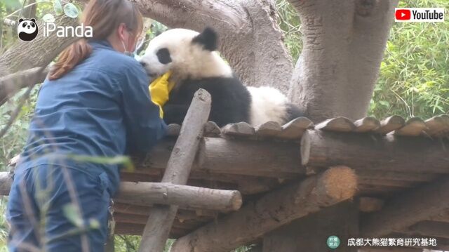 panda2_640