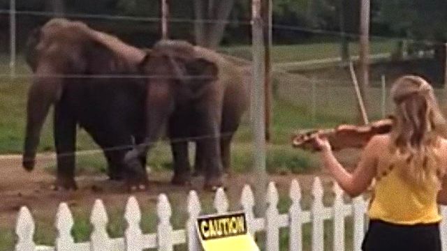 dancingelephant0_e