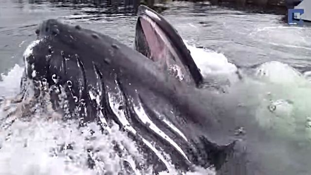 jumpingwhale4