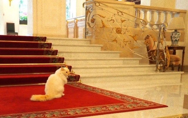 catintheworld14_e
