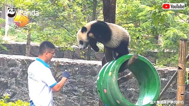 pandajealous7_640