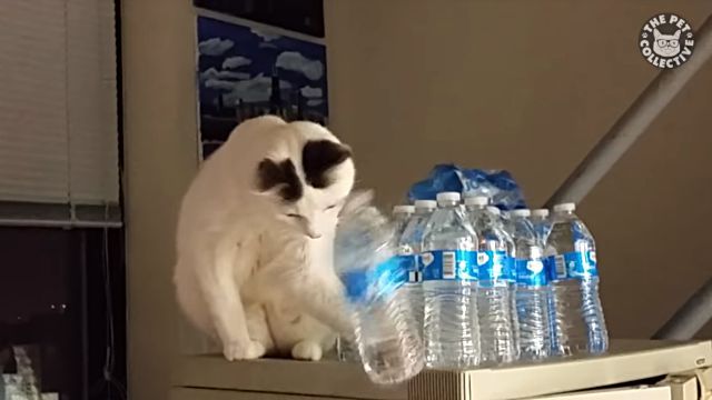 adorablecats12