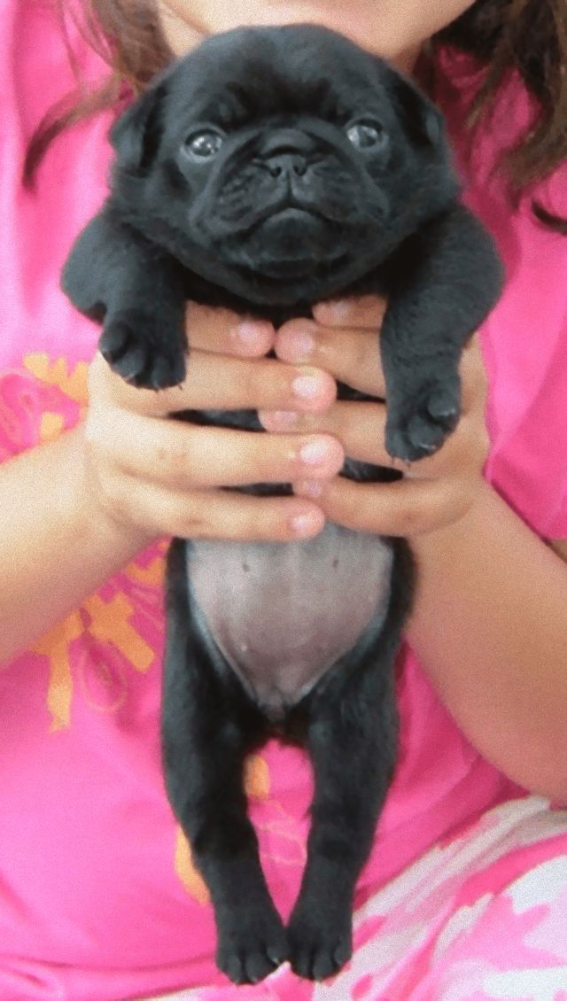 puppies9_e