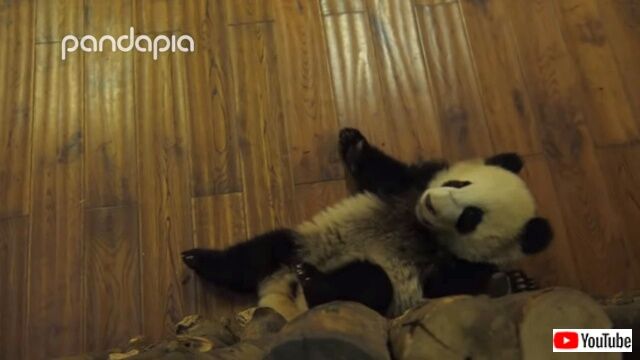 babypandacute3_640