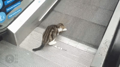 catlevator