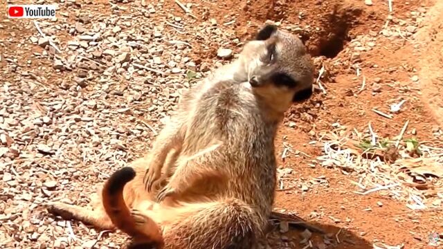 meerkat4_640