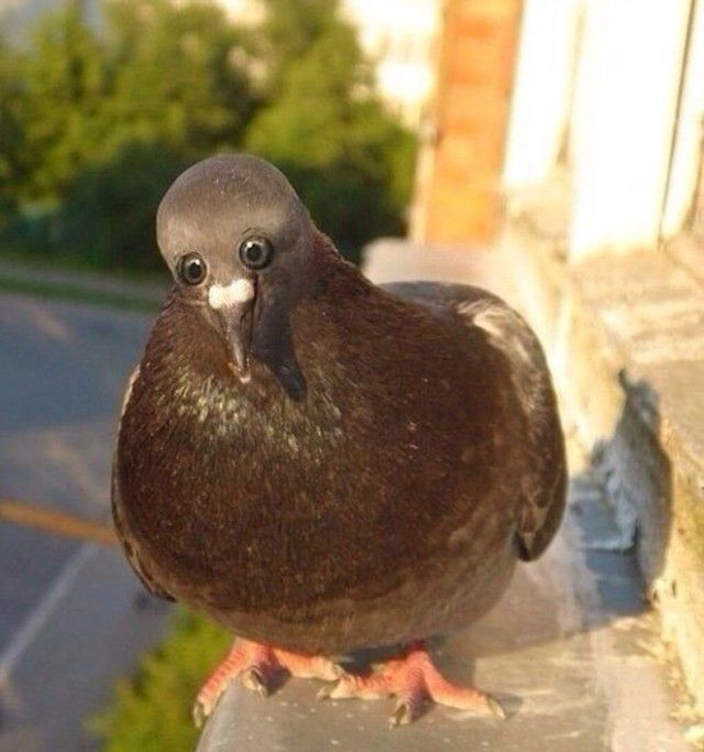 front-eyes1_e