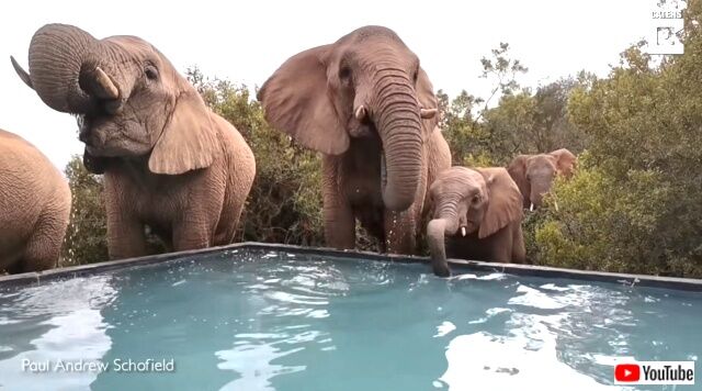 elephants4_640