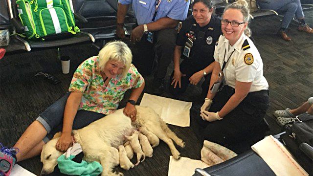 q4ch3-service-dog-birth5_ea