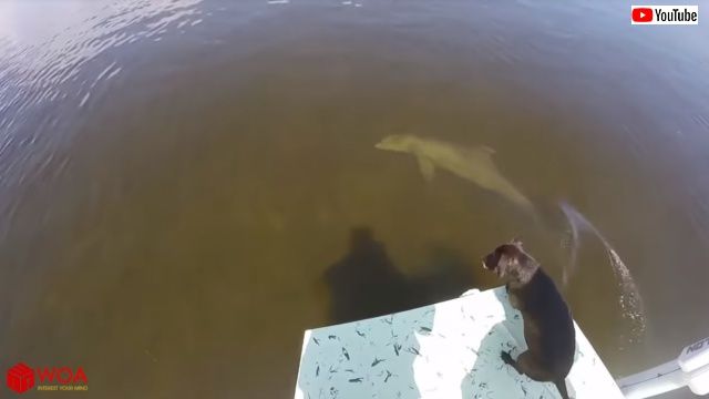 dogndolphin7_640