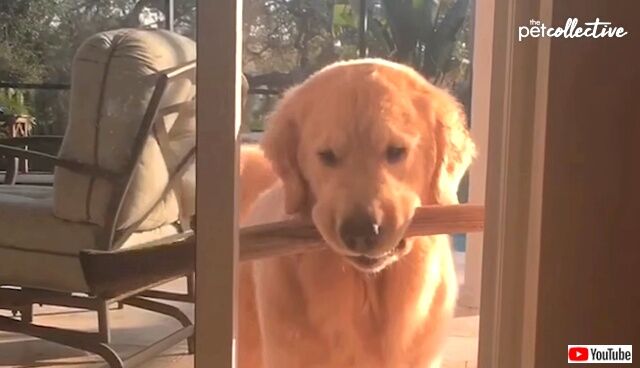 dogvssticks4_640