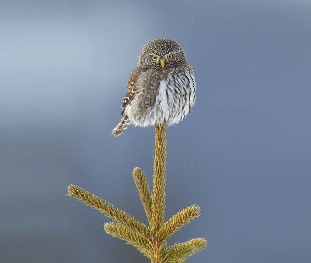 owl-photography-32__880_e