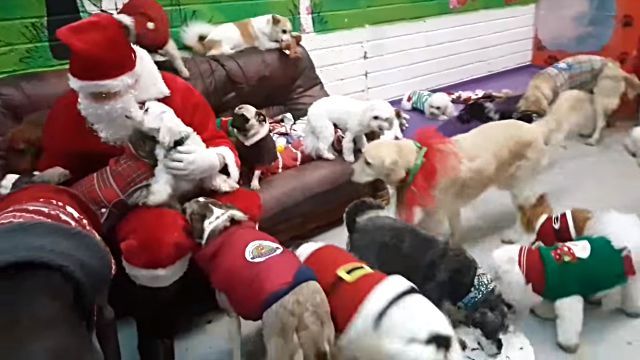 santadogs5