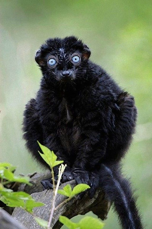 animalfacts7_e