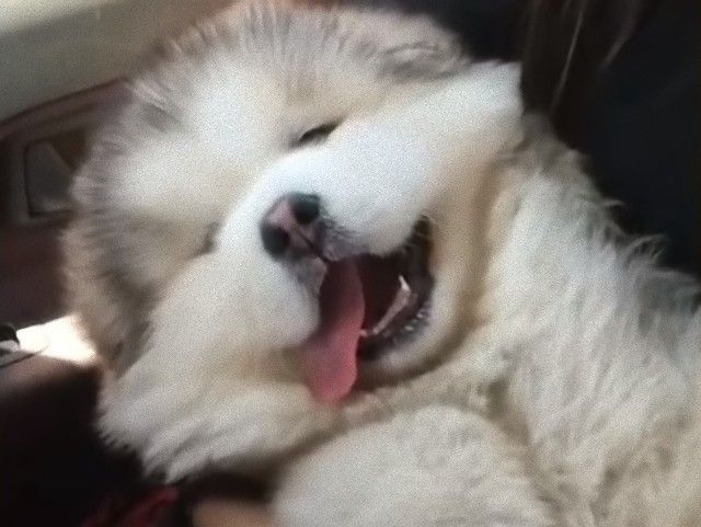 malamutepuppy4_e
