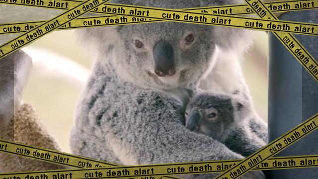 koala3-frame