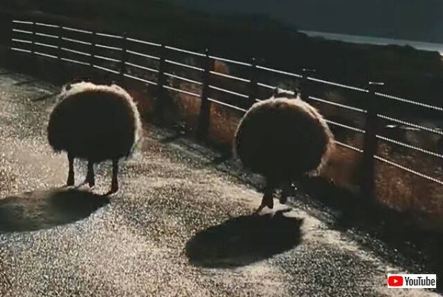 bouncingsheep2_640