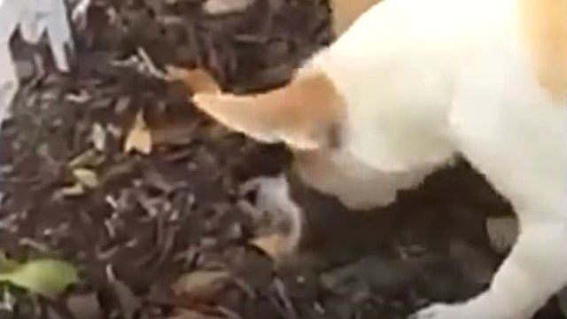 Dogburiesherdeadpup6_e