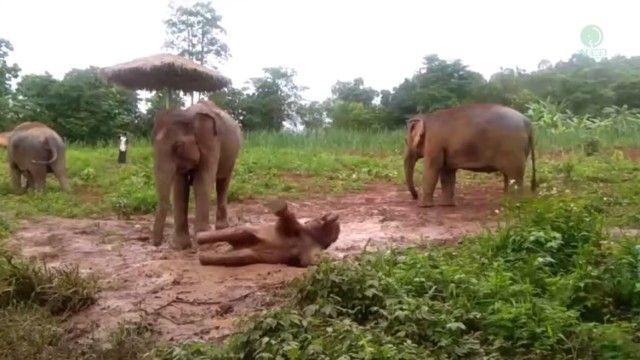 babyelephant1_e