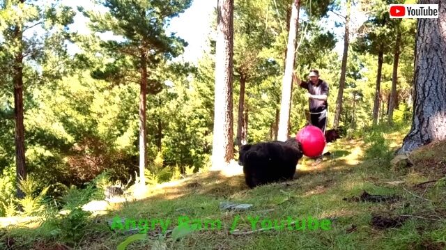 swissball1_640