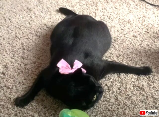 spidercat1_640