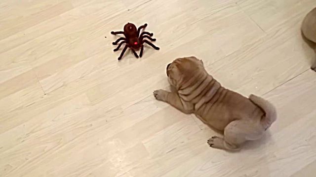 puppiesvsspider4