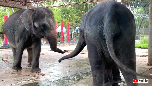 elephantmourning2_640