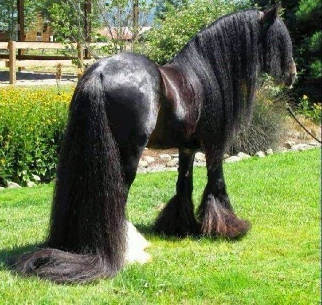 horse15_e