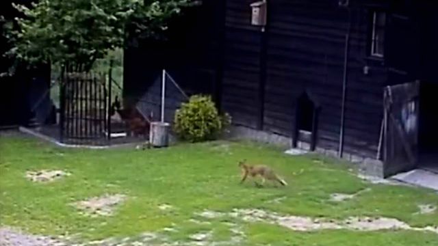 dogsavedchicken0