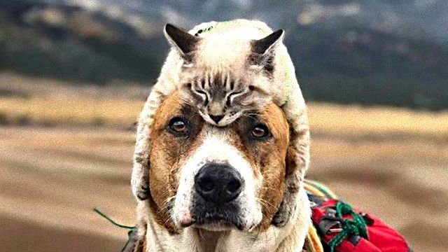 catndogcute7_e