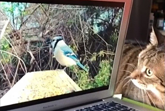 birdwatchingcat7_e