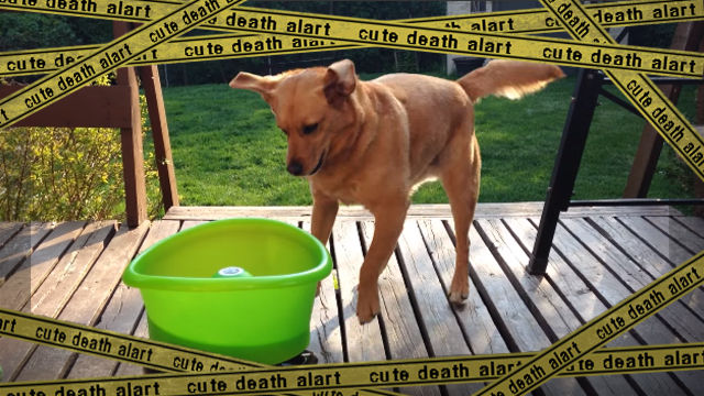 dog