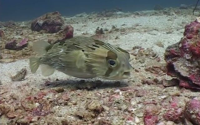 pufferfish22_e