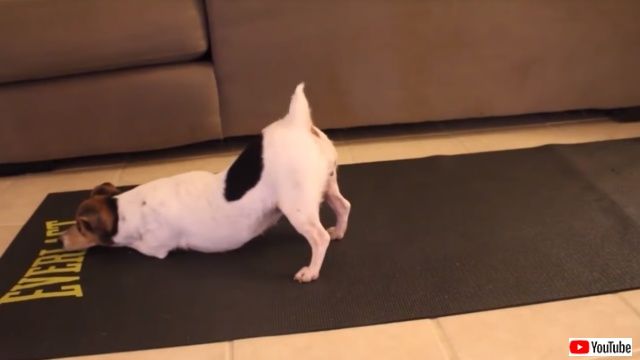 cuteyogidogs2_640