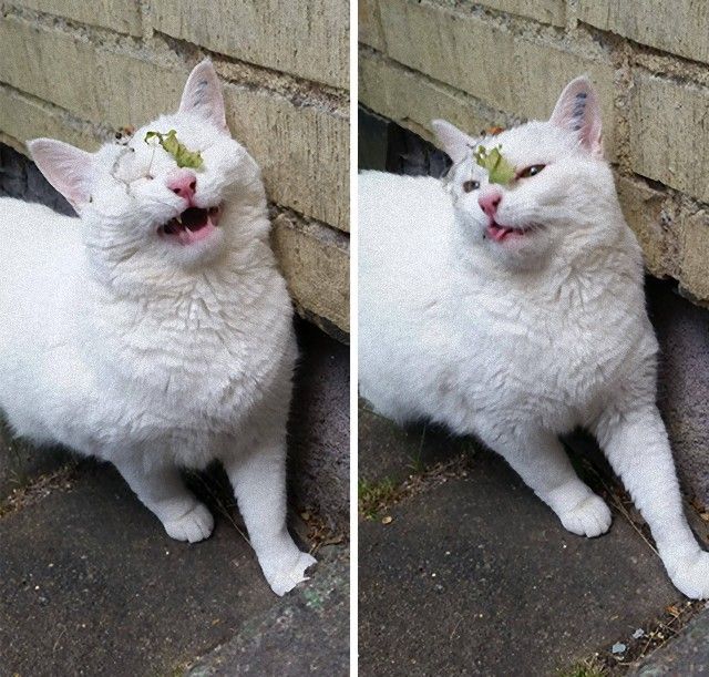 funny-idiot-cats-250-5ae02e583faf4__605_e