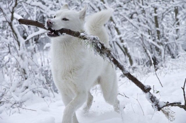 funny-animals-first-snow-cats-dogs33_e