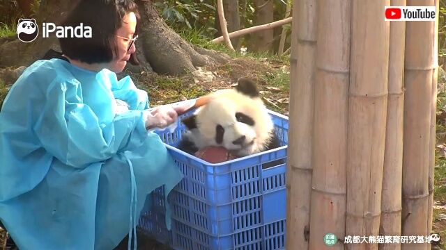 pandasnbaskets3_640