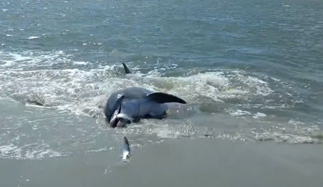 beachingdolphin3_e