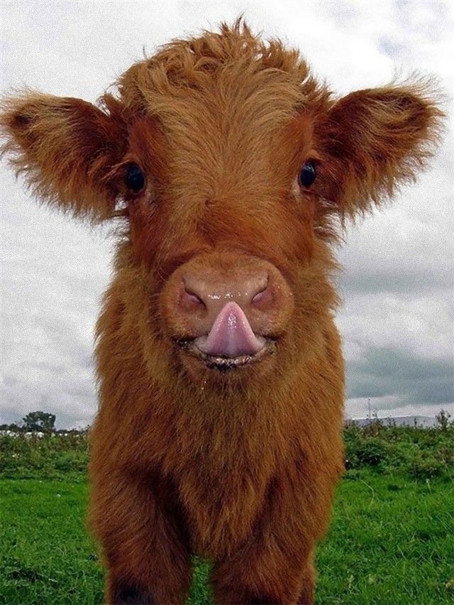 cow_e