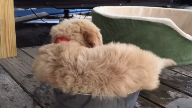 dog-3_e