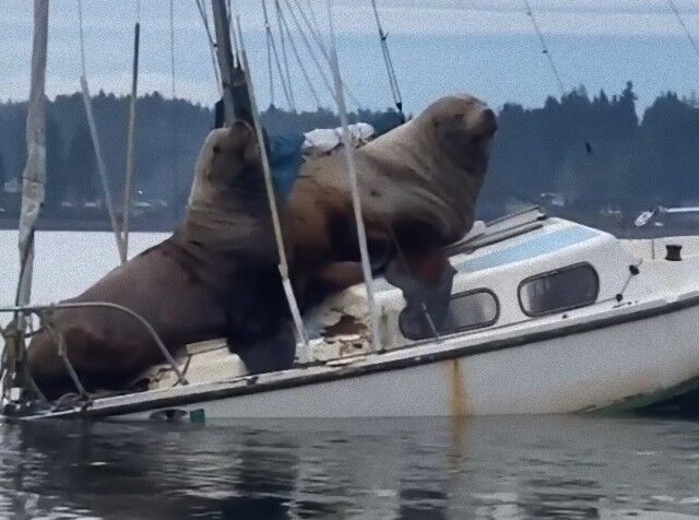 sealionsnboats3_e